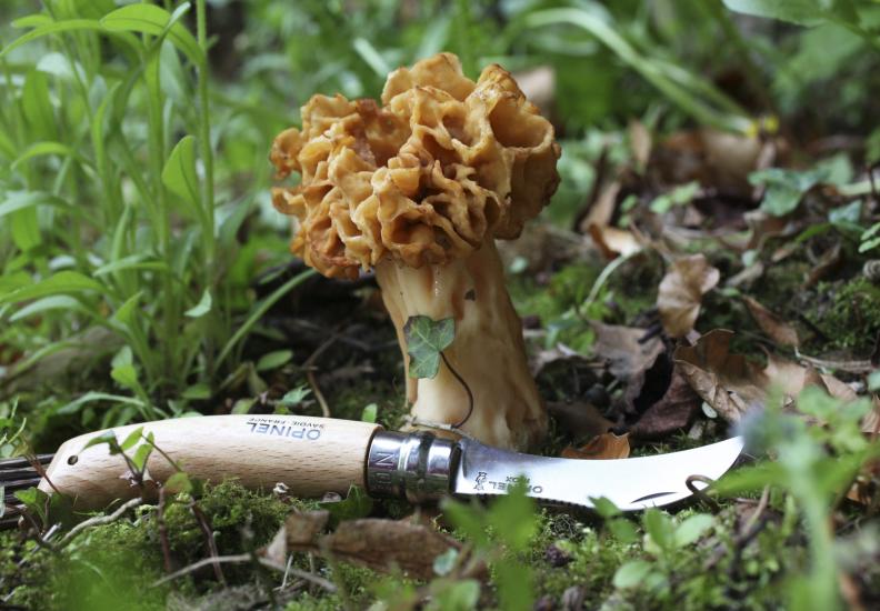 Gut gerüstet für die Pilzjagd